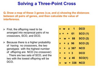 Solving a Three-Point Cross
Q. Draw a map of these 3 genes (v,w, and z) showing the distances
between all pairs of genes, and then calculate the value of
interference.
v w z 1 DCO
v + + 61 SCO (1)
+ w + 88 SCO (2)
v + z 96 SCO (2)
+ + z 367 NCO
+ + + 3 DCO
+ w z 46 SCO(1)
v w + 338 NCO
➢ First, the offspring need to be
arranged into reciprocal pairs of no
crossovers, SCO, and DCO.
➢ Because there is a higher probability
of having no crossovers, the two
genotypes with the highest number
of offspring are NCO (no crossover)
. There are two sets of SCO, and the
two with the lowest offspring will be
DCO.
 