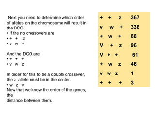 Next you need to determine which order
of alleles on the chromosome will result in
the DCO.
• If the no crossovers are
• + + z
• v w +
And the DCO are
• + + +
• v w z
In order for this to be a double crossover,
the z allele must be in the center.
• w z v
Now that we know the order of the genes,
the
distance between them.
+ + z 367
v w + 338
+ w + 88
V + z 96
V + + 61
+ w z 46
v w z 1
+ + + 3
 