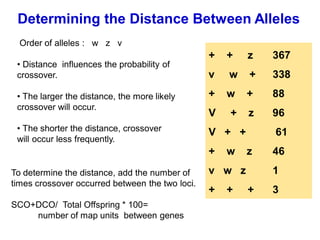 Determining the Distance Between Alleles
Order of alleles : w z v
• Distance influences the probability of
crossover.
• The larger the distance, the more likely
crossover will occur.
• The shorter the distance, crossover
will occur less frequently.
+ + z 367
v w + 338
+ w + 88
V + z 96
V + + 61
+ w z 46
v w z 1
+ + + 3
To determine the distance, add the number of
times crossover occurred between the two loci.
SCO+DCO/ Total Offspring * 100=
number of map units between genes
 