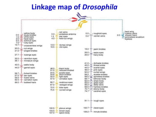 Linkage map of Drosophila
 