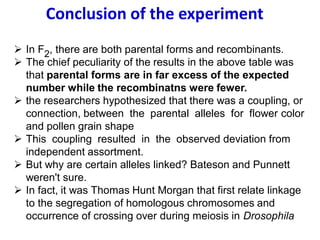 ➢ In F2, there are both parental forms and recombinants.
➢ The chief peculiarity of the results in the above table was
that parental forms are in far excess of the expected
number while the recombinatns were fewer.
➢ the researchers hypothesized that there was a coupling, or
connection, between the parental alleles for flower color
and pollen grain shape
➢ This coupling resulted in the observed deviation from
independent assortment.
➢ But why are certain alleles linked? Bateson and Punnett
weren't sure.
➢ In fact, it was Thomas Hunt Morgan that first relate linkage
to the segregation of homologous chromosomes and
occurrence of crossing over during meiosis in Drosophila
Conclusion of the experiment
 