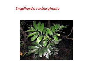 Engelhardia roxburghiana
 