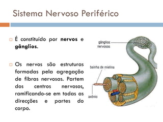Sistema Nervoso Periférico

   É constituído por nervos e
    gânglios.

   Os nervos são estruturas
    formadas pela a...