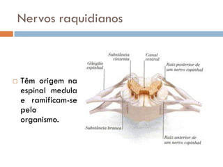 Nervos raquidianos



   Têm origem na
    espinal medula
    e ramificam-se
    pelo
    organismo.
 