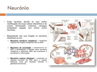 Neurónio

   Cada neurónio, devido às suas muitas
    ramificações do corpo celular (dendrites) e do
    axónio (terminaç...