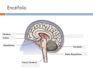 Encéfalo

     O encéfalo divide-se no:

         Cérebro

Cérebro Cerebelo
                  – controla a
Crânio coord...