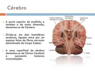 Cérebro

   A parte superior do encéfalo, e
    também a de maior dimensão,
    denomina-se de Cérebro.

   Divide-se em...