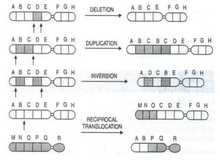 Mechanism of Evolution | PDF