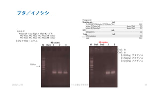 PCR反応
Primer: [F-1] sus Tag L5/ 10spe-R2 (ブタ)
95C 9min, 95C 30sec 68C 30sec (40 cycles)
95C 9min, 95C 30sec 68C 30sec (50 cycles)
2.5％アガロースゲル
40 cycles
M Dw1 1 2 3
500bp
Dw1: 水
Dw2: 水
1: 8.60ng, ブタゲノム
2: 2.85ng, ブタゲノム
3: 0.95ng, ブタゲノム
50 cycles
M Dw1 Dw2 2 3
Component
Reaction mix (ml)
2x QIAGEN Multiplex PCR Master Mix 10.0
primer F [2pmol/ml] 4pmol/20ml 2.0
primer R [2pmol/ml] 4pmol/20ml 2.0
DW (ml)
DW4(0515) 1.0
Temp (ml)
DNA solution 5.0
total 20.0
ブタ／イノシシ
2020/11/20 つくば遺伝子研究所 10
 