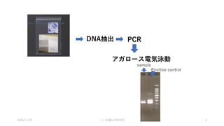 DNA抽出 PCR
アガロース電気泳動
Positive control
sample
2020/11/20 つくば遺伝子研究所 4
 