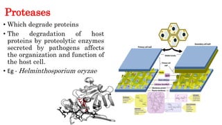 Role of enzymes in pathogenesis | PDF
