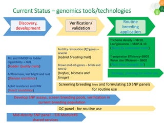 Research Program Genetic Gains (RPGG) Review Meeting 2021: Current status and planning for integration of genomics applications in Sorghum breeding By Dr Santosh Deshpande