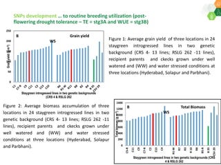 Research Program Genetic Gains (RPGG) Review Meeting 2021: Current status and planning for integration of genomics applications in Sorghum breeding By Dr Santosh Deshpande