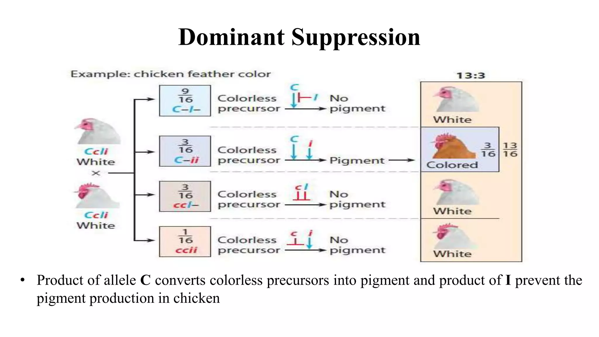 Gene interactions | PPT
