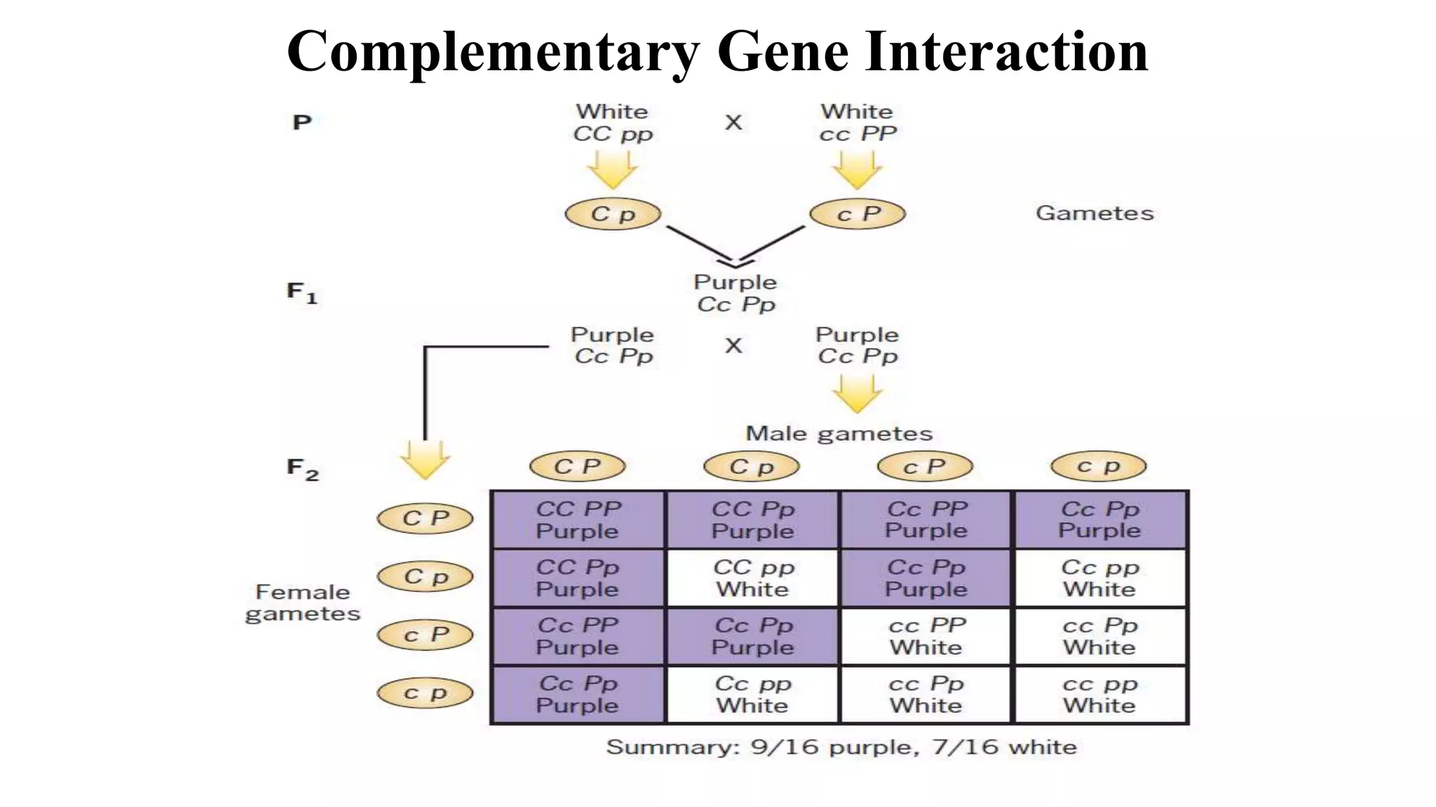 Gene interactions | PPT
