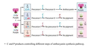 • C and P products controlling different steps of anthocyanin synthesis pathway.
 