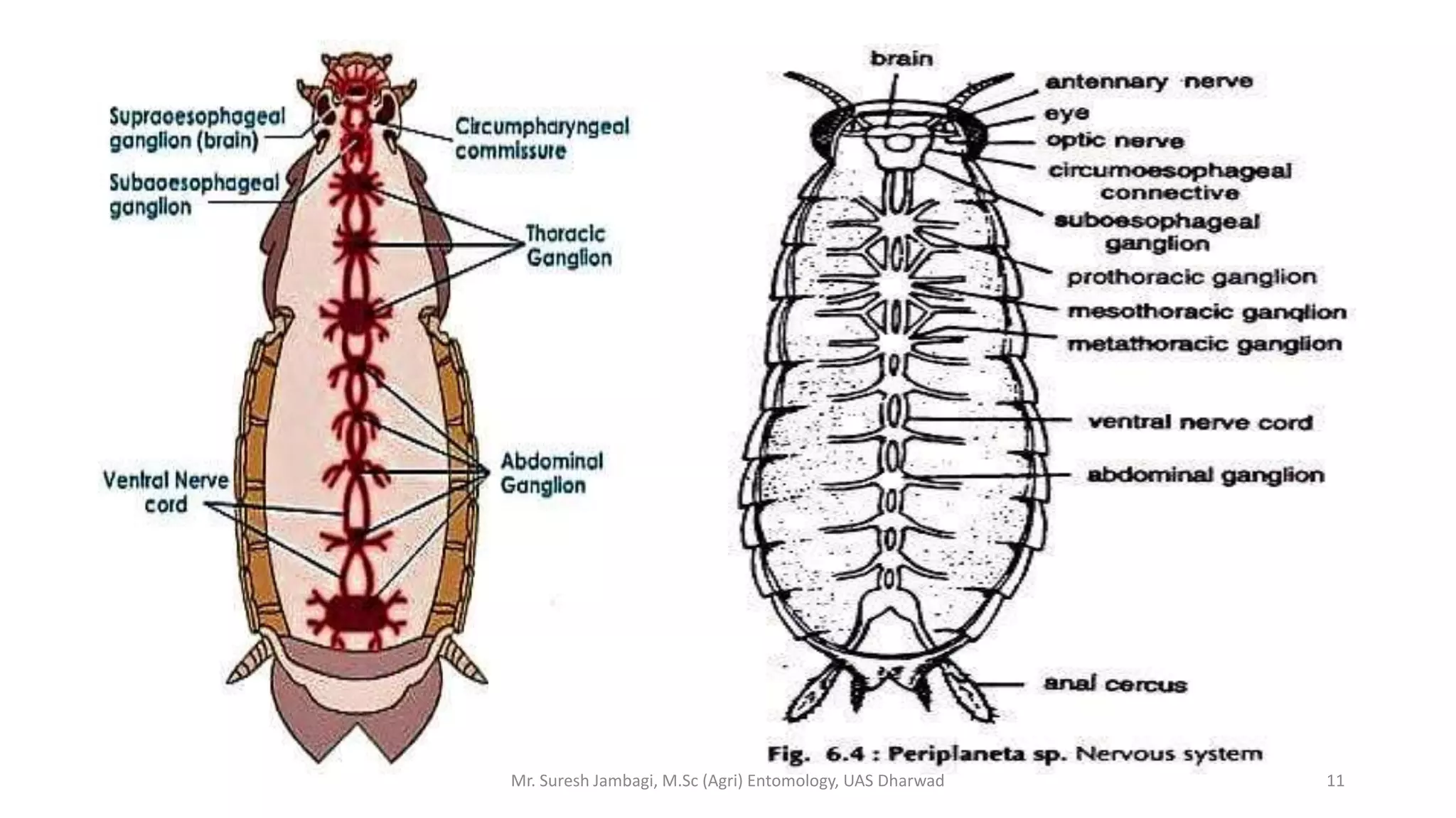 Nervous system in insects | PPTX