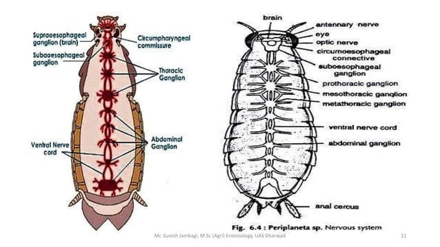 Nervulus Insect Wing Nervous system in insects | PPTX | Brain and Nervous System Disorders ...