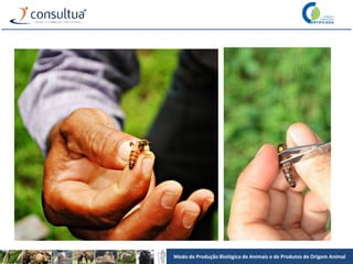 Modo de Produção Biológico de Animais e de Produtos de Origem Animal
 