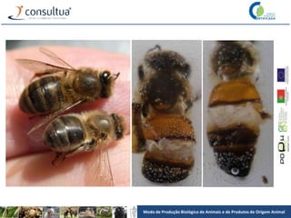 Modo de Produção Biológico de Animais e de Produtos de Origem Animal
 