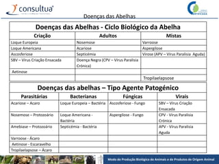 Modo de Produção Biológico de Animais e de Produtos de Origem Animal
Doenças das Abelhas
Doenças das Abelhas - Ciclo Biológico da Abelha
Criação Adultos Mistas
Loque Europeia Nosemose Varroose
Loque Americana Acariose Aspergilose
Ascosferiose Septicémia Virose (APV – Vírus Paralisia Aguda)
SBV – Vírus Criação Ensacada Doença Negra (CPV – Vírus Paralisia
Crónica)
Aetinose
Tropilaelapsose
Doenças das abelhas – Tipo Agente Patogénico
Parasitárias Bacterianas Fúngicas Virais
Acariose – Acaro Loque Europeia – Bactéria Ascosferiose - Fungo SBV – Vírus Criação
Ensacada
Nosemose – Protozoário Loque Americana -
Bactéria
Aspergilose - Fungo CPV - Vírus Paralisia
Crónica
Amebiase – Protozoário Septicémia - Bactéria APV - Vírus Paralisia
Aguda
Varroose - Ácaro
Aetinose - Escaravelho
Tropilaelapsose – Ácaro
 