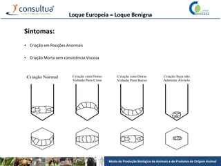 Modo de Produção Biológico de Animais e de Produtos de Origem Animal
Sintomas:
• Criação em Posições Anormais
• Criação Morta sem consistência Viscosa
Criação Normal Criação com Dorso
Voltado Para Baixo
Criação com Dorso
Voltado Para Cima
Criação Seca não
Aderente Alvéolo
Loque Europeia = Loque Benigna
 