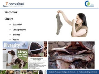 Modo de Produção Biológico de Animais e de Produtos de Origem Animal
Sintomas:
Cheiro
– Estranho
– Desagradável
– Intenso
– Podre
 