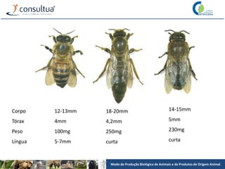 Modo de Produção Biológico de Animais e de Produtos de Origem Animal
Corpo
Tórax
Peso
Língua
12-13mm
4mm
100mg
5-7mm
18-20mm
4,2mm
250mg
curta
14-15mm
5mm
230mg
curta
 