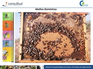 Modo de Produção Biológico de Animais e de Produtos de Origem Animal
Abelhas Domésticas
 
