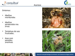 Modo de Produção Biológico de Animais e de Produtos de Origem Animal
Acariose
Sintomas:
• Abelhas
moribundas
• Abelhas
penduradas nas
ervas
• Tentativas de voo
frustradas.
• Asas com
posições
anormais
 