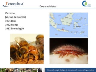 Modo de Produção Biológico de Animais e de Produtos de Origem Animal
Doenças Mistas
Varroose
(Varroa destructor)
1904 Java
1982 França
1987 Montalegre
 