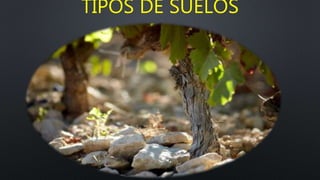 TIPOS DE SUELOS
 