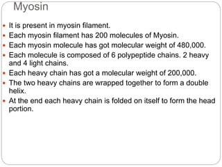 Myosin
 It is present in myosin filament.
 Each myosin filament has 200 molecules of Myosin.
 Each myosin molecule has got molecular weight of 480,000.
 Each molecule is composed of 6 polypeptide chains. 2 heavy
and 4 light chains.
 Each heavy chain has got a molecular weight of 200,000.
 The two heavy chains are wrapped together to form a double
helix.
 At the end each heavy chain is folded on itself to form the head
portion.
 