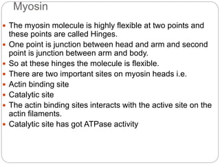Myosin
 The myosin molecule is highly flexible at two points and
these points are called Hinges.
 One point is junction between head and arm and second
point is junction between arm and body.
 So at these hinges the molecule is flexible.
 There are two important sites on myosin heads i.e.
 Actin binding site
 Catalytic site
 The actin binding sites interacts with the active site on the
actin filaments.
 Catalytic site has got ATPase activity
 