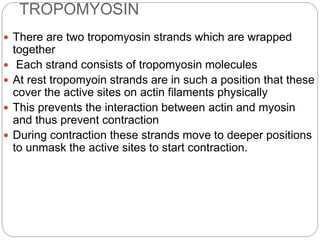 TROPOMYOSIN
 There are two tropomyosin strands which are wrapped
together
 Each strand consists of tropomyosin molecules
 At rest tropomyoin strands are in such a position that these
cover the active sites on actin filaments physically
 This prevents the interaction between actin and myosin
and thus prevent contraction
 During contraction these strands move to deeper positions
to unmask the active sites to start contraction.
 