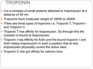 TROPONIN
 It is a complex of small proteins attached to tropomyosin at a
distance of 40 nm.
 Troponins have molecular weight of 18000 to 35000.
 There are three types of troponins i.e. Troponin T, Troponin I
and Troponin C.
 Troponin T has affinity for tropomyosin. So through this the
complex is bound to tropomyosin.
 Troponin I has Affinity for Actin and the bound troponin I and
Actin keeps tropomyosin in such a position that at rest,
tropomyosin physically covers the active sites.
 Troponin C has got affinity for calcium Ions.
 