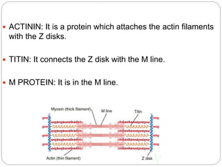  ACTININ: It is a protein which attaches the actin filaments
with the Z disks.
 TITIN: It connects the Z disk with the M line.
 M PROTEIN: It is in the M line.
 