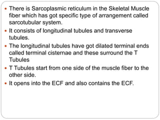  There is Sarcoplasmic reticulum in the Skeletal Muscle
fiber which has got specific type of arrangement called
sarcotubular system.
 It consists of longitudinal tubules and transverse
tubules.
 The longitudinal tubules have got dilated terminal ends
called terminal cisternae and these surround the T
Tubules
 T Tubules start from one side of the muscle fiber to the
other side.
 It opens into the ECF and also contains the ECF.
 