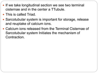  If we take longitudinal section we see two terminal
cisternae and in the center a TTubule.
 This is called Triad.
 Sarcotubular system is important for storage, release
and reuptake of calcium ions.
 Calcium ions released from the Terminal Cisternae of
Sarcotubular system Initiates the mechanism of
Contraction.
 