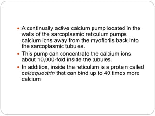  A continually active calcium pump located in the
walls of the sarcoplasmic reticulum pumps
calcium ions away from the myofibrils back into
the sarcoplasmic tubules.
 This pump can concentrate the calcium ions
about 10,000-fold inside the tubules.
 In addition, inside the reticulum is a protein called
calsequestrin that can bind up to 40 times more
calcium
 