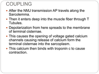 COUPLING
 After the NMJ transmission AP travels along the
Sarcolemma.
 Then it enters deep into the muscle fiber through T
Tubules.
 Depolarization from here spreads to the membrane
of terminal cisternae.
 This causes the opening of voltage gated calcium
channels causing release of calcium form the
terminal cisternae into the sarcoplasm.
 This calcium then binds with troponin c to cause
contraction.
 