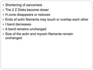 Shortening of sarcomere
 The 2 Z Disks become closer
 H zone disappears or reduces
 Ends of actin filaments may touch or overlap each other
 I band decreases
 A band remains unchanged
 Size of the actin and myosin filaments remain
unchanged
 