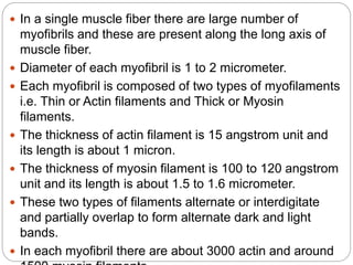  In a single muscle fiber there are large number of
myofibrils and these are present along the long axis of
muscle fiber.
 Diameter of each myofibril is 1 to 2 micrometer.
 Each myofibril is composed of two types of myofilaments
i.e. Thin or Actin filaments and Thick or Myosin
filaments.
 The thickness of actin filament is 15 angstrom unit and
its length is about 1 micron.
 The thickness of myosin filament is 100 to 120 angstrom
unit and its length is about 1.5 to 1.6 micrometer.
 These two types of filaments alternate or interdigitate
and partially overlap to form alternate dark and light
bands.
 In each myofibril there are about 3000 actin and around
 