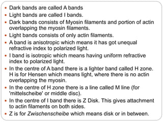  Dark bands are called A bands
 Light bands are called I bands.
 Dark bands consists of Myosin filaments and portion of actin
overlapping the myosin filaments.
 Light bands consists of only actin filaments.
 A band is anisotropic which means it has got unequal
refractive index to polarized light.
 I band is isotropic which means having uniform refractive
index to polarized light.
 In the centre of A band there is a lighter band called H zone.
H is for Hensen which means light, where there is no actin
overlapping the myosin.
 In the centre of H zone there is a line called M line (for
'mittelscheibe' or middle disc).
 In the centre of I band there is Z Disk. This gives attachment
to actin filaments on both sides.
 Z is for Zwischenscheibe which means disk or in between.
 