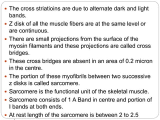  The cross striatioins are due to alternate dark and light
bands.
 Z disk of all the muscle fibers are at the same level or
are continuous.
 There are small projections from the surface of the
myosin filaments and these projections are called cross
bridges.
 These cross bridges are absent in an area of 0.2 micron
in the centre.
 The portion of these myofibrils between two successive
z disks is called sarcomere.
 Sarcomere is the functional unit of the skeletal muscle.
 Sarcomere consists of 1 A Band in centre and portion of
I bands at both ends.
 At rest length of the sarcomere is between 2 to 2.5
 