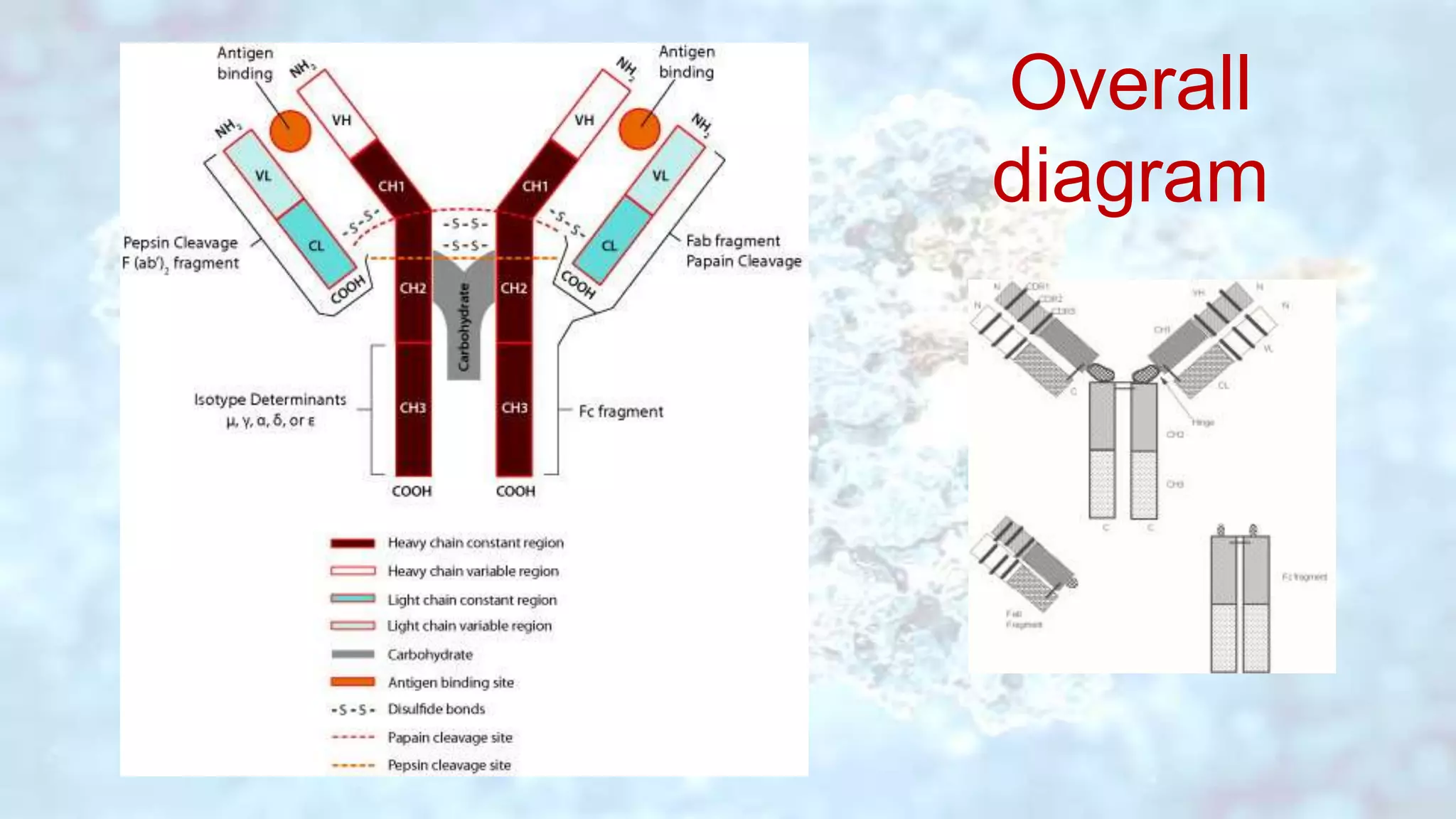 IMMUNOGLOBULINS | PPT