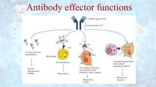 Antibody effector functions
 