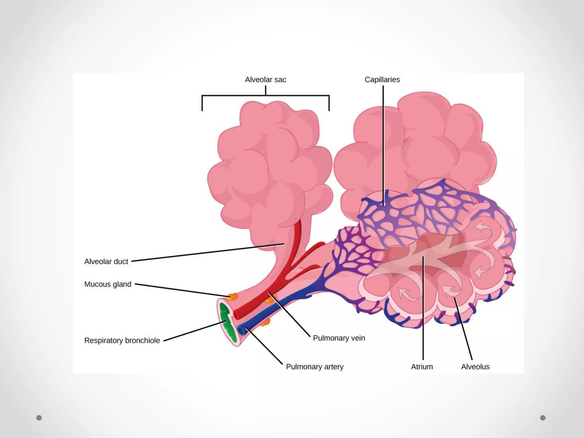 Transport of oxygen and carbon dioxide in blood | PPTX