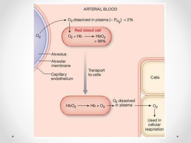 Transport of oxygen and carbon dioxide in blood | PPTX | Blood ...