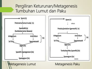 Pergiliran Keturunan/Metagenesis
Tumbuhan Lumut dan Paku
Metagenesis Lumut Metagenesis Paku
 